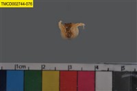 藏品(短指和尚蟹)的圖片